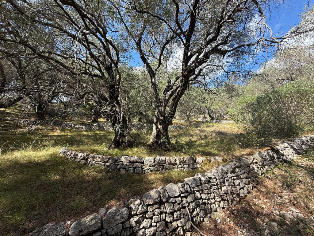 Asprochori Thetacon Architecture Construction Corfu Nisaki olive groves